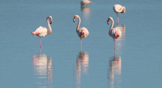 Derfor er creoler øreringene alle taler om lige nu