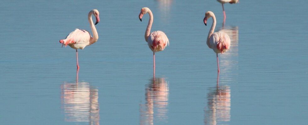 Derfor er creoler øreringene alle taler om lige nu