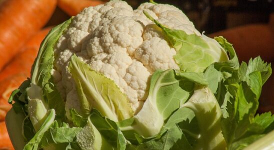 Hvor kan du købe frø til yellowstone gulerødder i danmark?