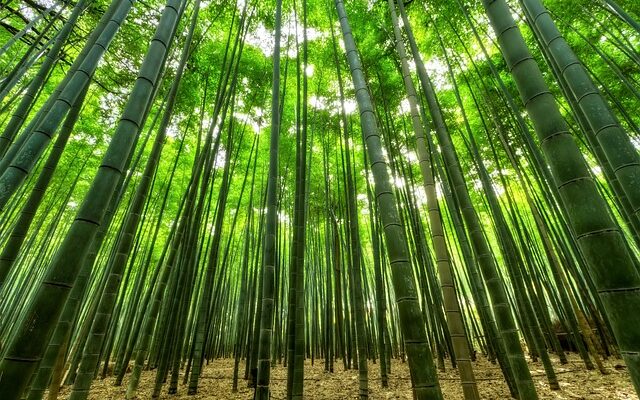 Bambustæpper i forskellige farver og mønstre - find dit match