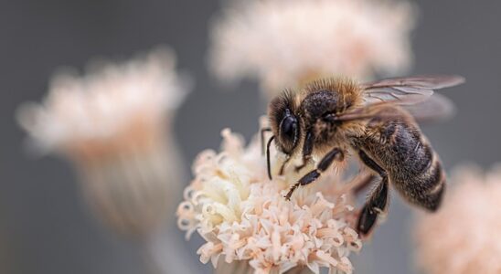 Hvordan kan du bruge din have til at understøtte bier og andre bestøvere?