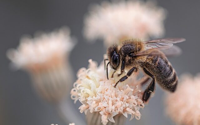 Hvordan kan du bruge din have til at understøtte bier og andre bestøvere?