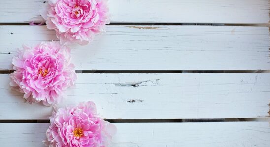 Den betagende skønhed og symbolik i pæoner - en guide til at dyrke og pleje disse fortryllende blomster