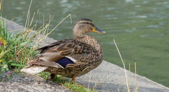 Hurtigere krydsordsløsning: Sådan træner du din hjerne