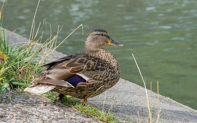Hurtigere krydsordsløsning: Sådan træner du din hjerne