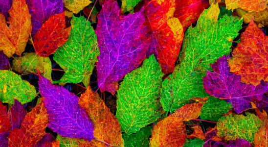 Paletbladets mange forskellige farver og mønstre – et sandt kunstværk i din stue