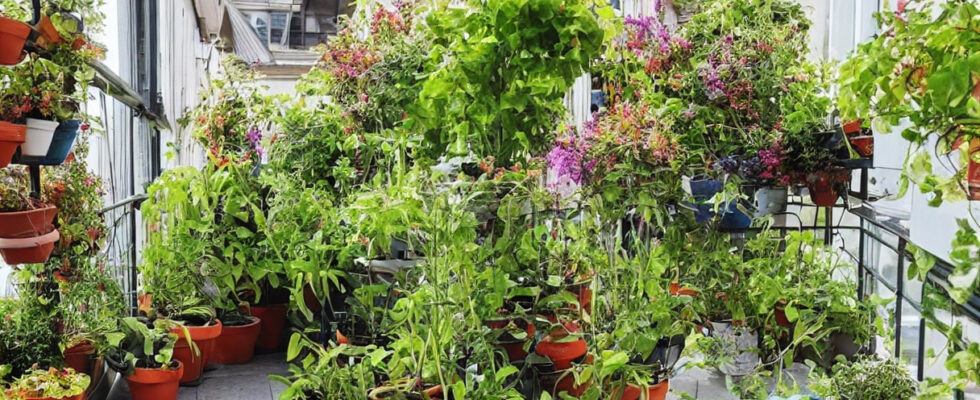 Plantesække: Den nye trend inden for urban havearbejde