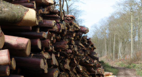 Størstedelen af Danmarks træpilleforbrug kommer fra udlandet
